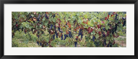 Framed Bunch of grapes in a vineyard, Keuka Lake, Finger Lakes Print