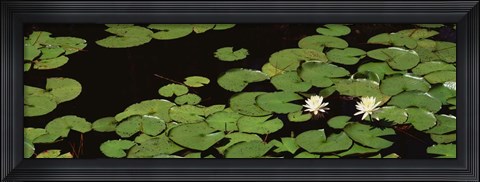 Framed High angle view of Water Lilies Print