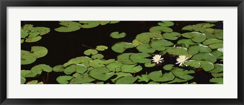 Framed High angle view of Water Lilies Print