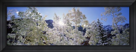 Framed Trees covered with snow, Maroon Bells, Aspen, Colorado Print