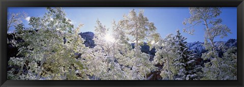Framed Trees covered with snow, Maroon Bells, Aspen, Colorado Print