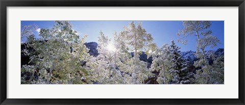 Framed Trees covered with snow, Maroon Bells, Aspen, Colorado Print
