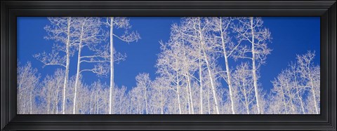 Framed Low angle view of American aspen trees in the forest Print