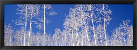 Framed Low angle view of American aspen trees in the forest Print