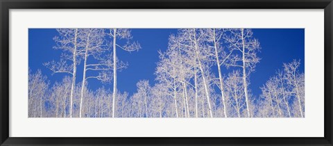 Framed Low angle view of American aspen trees in the forest Print