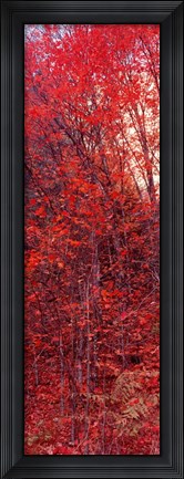 Framed Trees, Big Tooth Maples, West Fork Of Oak Creek, Arizona Print