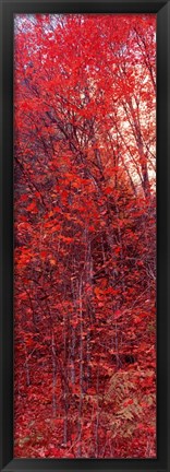Framed Trees, Big Tooth Maples, West Fork Of Oak Creek, Arizona Print