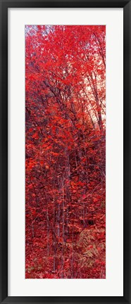 Framed Trees, Big Tooth Maples, West Fork Of Oak Creek, Arizona Print