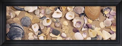 Framed High angle view of seashells Print