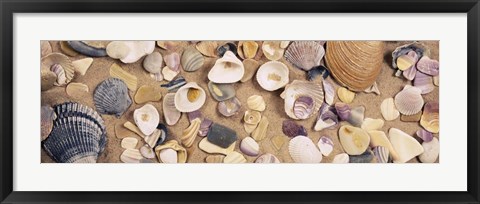 Framed High angle view of seashells Print