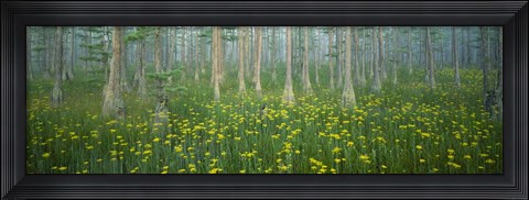 Framed Antioch Church Bay, North Carolina Print