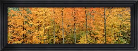Framed Trees in a forest, Memorial State Forest, New York State Print