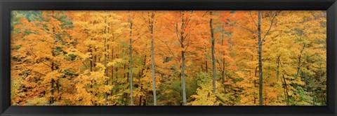 Framed Trees in a forest, Memorial State Forest, New York State Print