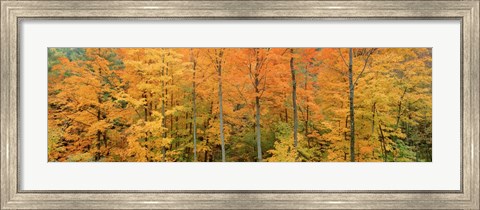 Framed Trees in a forest, Memorial State Forest, New York State Print
