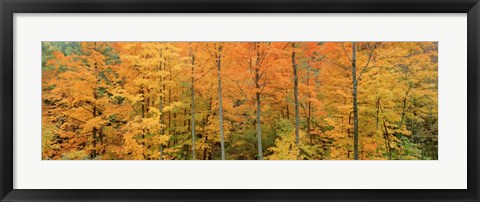 Framed Trees in a forest, Memorial State Forest, New York State Print