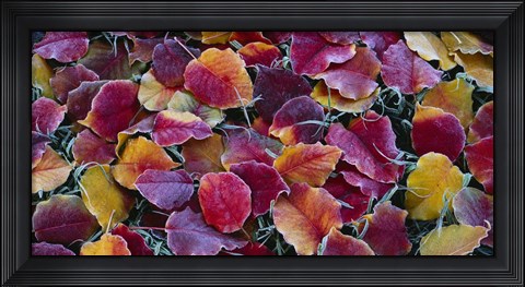 Framed Close-up of fallen leaves, Sacramento Print