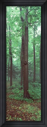 Framed Trees in a rainforest Print