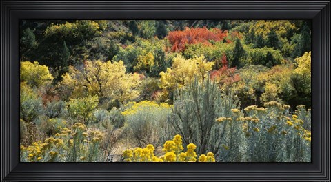 Framed Flowers, Utah Print