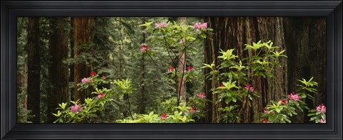 Framed Redwood trees with pink flowers, Redwood National Park Print