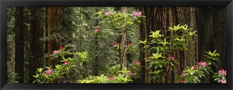 Framed Redwood trees with pink flowers, Redwood National Park Print