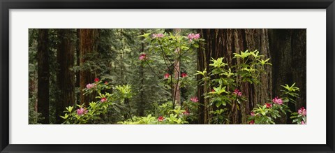 Framed Redwood trees with pink flowers, Redwood National Park Print