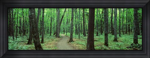 Framed Walkway running through a forest Print