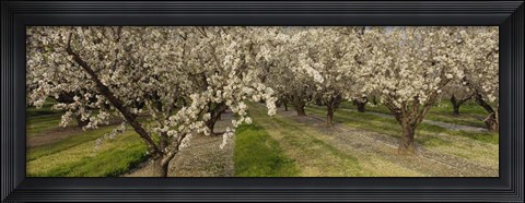 Framed Almond Trees In A Row, Sacramento Print
