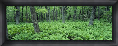 Framed Fern Covered Forest Floor Shenandoah National Park Print