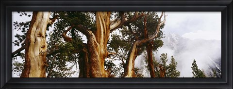 Framed Pine trees in the forestn Sierra Nevada Print