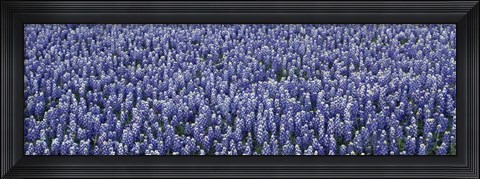 Framed Bluebonnets Print