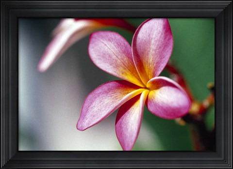 Framed Close-up of a frangipani flower Print
