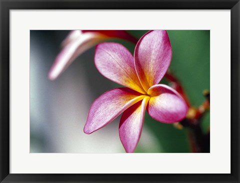 Framed Close-up of a frangipani flower Print