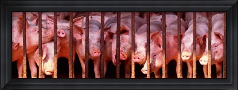 Framed Penned Pigs England Print