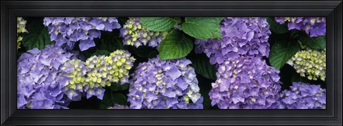 Framed Oregon, Tillamook, hydrangea Print
