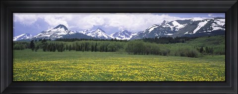 Framed Wildflowers in a field with mountains, Montana Print
