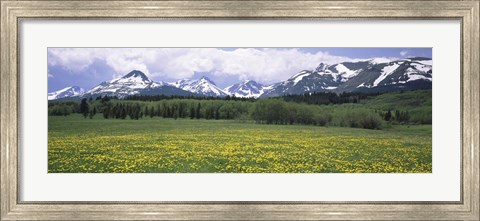Framed Wildflowers in a field with mountains, Montana Print