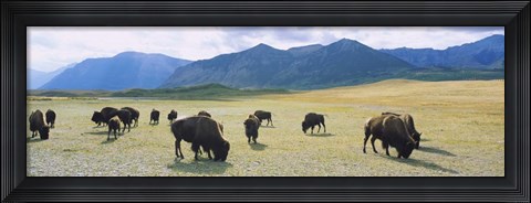 Framed Herd of bisons grazing in a field, Alberta Print