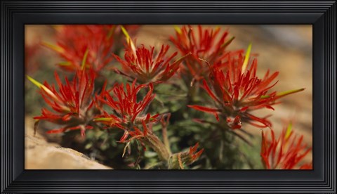 Framed Close-up of flowers Print