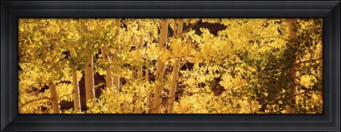 Framed Aspens Print