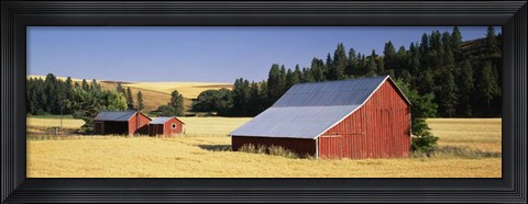 Framed Farmhouses in a wheat field, Washington State Print