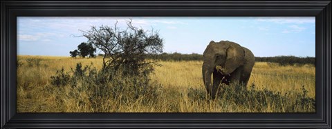 Framed African elephant, Masai Mara National Reserve, Kenya Print