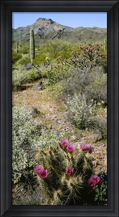 Framed Organ Pipe Cactus, Arizona Print