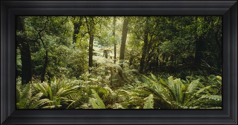 Framed Tropical forest N Isl New Zealand Print