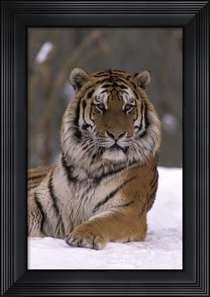 Framed Siberian Tiger in the Snow Print