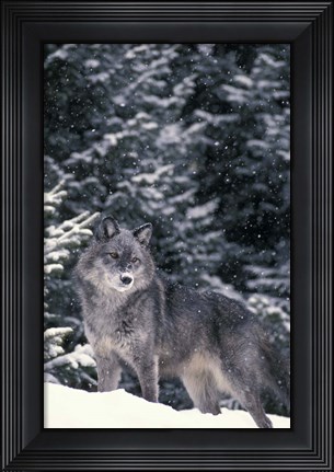 Framed Winter Wolf Print