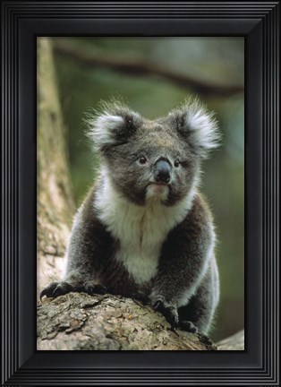 Framed Koala on a Tree Print