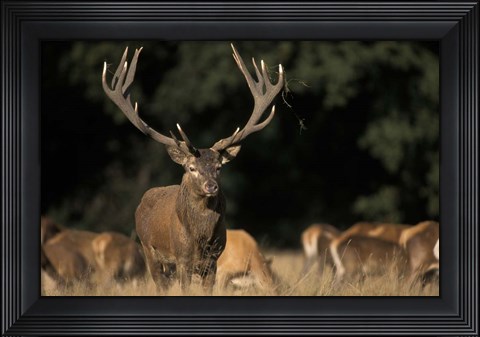 Framed Deer Print