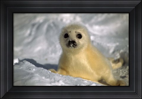 Framed Baby Seal Print