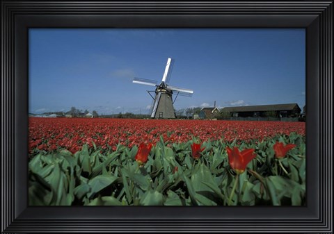 Framed Windmill Amsterdam Netherlands Print