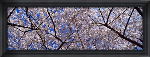 Framed Cherry Trees Washington DC Print